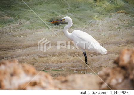 Great egret standing in shallow clear water along Red Sea shoreline in Egypt, elegant white seabird hunting fish in natural coastal habitat 134349283