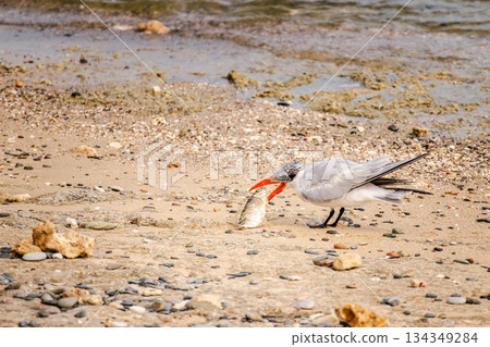 Caspian tern catching fish on sandy Red Sea shore in Egypt, dynamic wildlife moment with seabird hunting prey along coastal beach Caspian tern catching fish on sandy Red Sea shore in Egypt, dynamic wildlife moment with seabird hunting prey along coastal beach 134349284