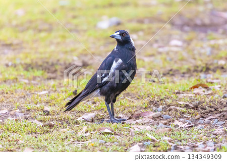An Australian Magpie bird standing on the ground in the sunshine An Australian Magpie bird standing on the ground in the sunshine 134349309