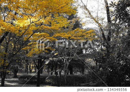 Monochrome autumn landscape with shining yellow leaves 134349356
