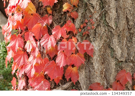 Red ivy leaves entangled on a tree trunk 134349357