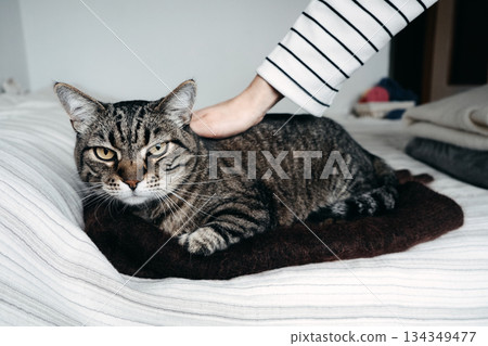 Striped cat rests on wool felt mat while owner gently strokes its back. Cat enrichment, responsible pet care, indoor cat, feline welfare. Striped cat rests on wool felt mat while owner gently strokes its back. Cat enrichment, responsible pet care, indoor cat, feline welfare. 134349477