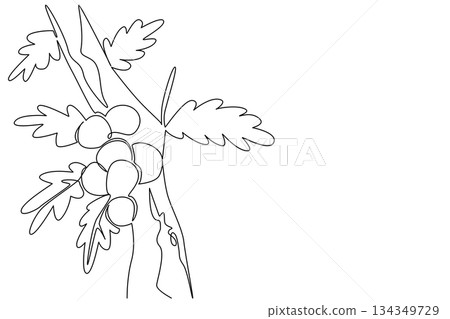 Single one line drawing some oak apples clinging to the tree branches with their leaves. Like parasites or mistletoe on plants. Biology. Oak Apple Day. Continuous line design graphic illustration Single one line drawing some oak apples clinging to the tree branches with their leaves. Like parasites or mistletoe on plants. Biology. Oak Apple Day. Continuous line design graphic illustration 134349729