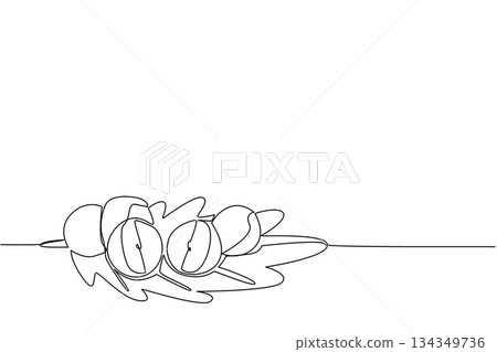 Continuous one line drawing several oak apple fruits on leaves. Similar to an apple, but this fruit is not for eating. Like gall on plants. Oak Apple Day. Single line draw design vector illustration Continuous one line drawing several oak apple fruits on leaves. Similar to an apple, but this fruit is not for eating. Like gall on plants. Oak Apple Day. Single line draw design vector illustration 134349736