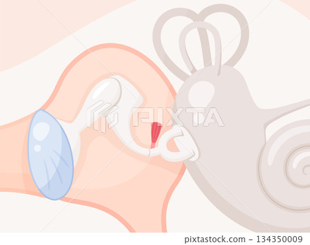 鐙骨肌插畫素材 134350009