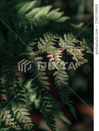 Sunlight shines on the surface of the green ferns leaves. 134350068