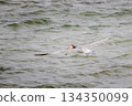 White cheeked tern flying low over sea surface with fish in beak, hunting seabird in action over shallow water in Red Sea Egypt, dynamic wildlife moment 134350099