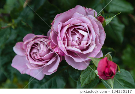 Pretty Rose Flowers 'Silver Shadow' on green leaves background, is a Hybrid Tea rose is silvery-lilac or mauve to pale lavender blooms. Pretty Rose Flowers 'Silver Shadow' on green leaves background, is a Hybrid Tea rose is silvery-lilac or mauve to pale lavender blooms. 134350117