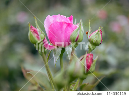 Beautiful Rose Flowers 'Pride of Cheshire' or 'About Face' (WEKosupalz) on nature background. 134350119