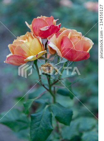 Pretty Rose Flowers 'Pride of Cheshire' or 'About Face' (WEKosupalz) on nature background. Pretty Rose Flowers 'Pride of Cheshire' or 'About Face' (WEKosupalz) on nature background. 134350127