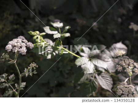 Sunlight shines on the surface of the Angelica sylvestris plant (Wild Angelica). Sunlight shines on the surface of the Angelica sylvestris plant (Wild Angelica). 134350128