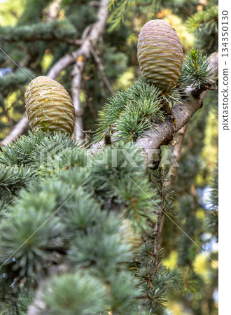 Conifer with Immature pine cones in a tree. Conifer with Immature pine cones in a tree. 134350130