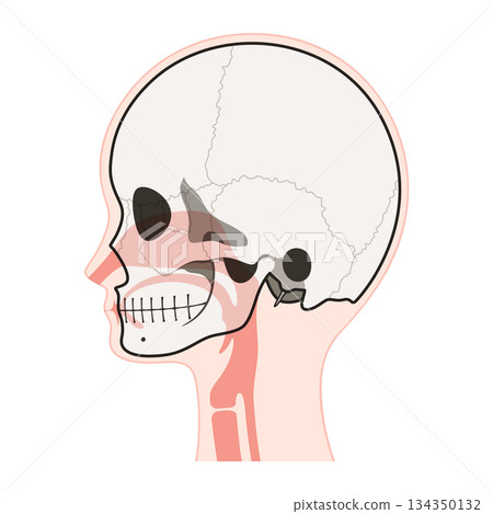 矢狀切面頭骨和頭部的示意圖 134350132