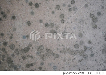 Circular Mold Growth on Wall Medium Shot 134350410