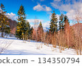 carpathian winter landscape. deciduous forest on snow covered hill. beautiful scenery of uzhanian natural park under blue sky for travel background. untouched place for vacation, retreats and escape 134350794