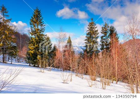 carpathian winter landscape. deciduous forest on snow covered hill. beautiful scenery of uzhanian natural park under blue sky for travel background. untouched place for vacation, retreats and escape carpathian winter landscape. deciduous forest on snow covered hill. beautiful scenery of uzhanian natural park under blue sky for travel background. untouched place for vacation, retreats and escape 134350794