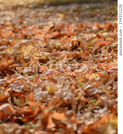 Yellow dry maple leaves on the ground in a city park Yellow dry maple leaves on the ground in a city park 134351226