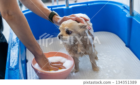 Cute Pomeranian at the grooming. Dog in the shower. Cute Pomeranian at the grooming. Dog in the shower. 134351389