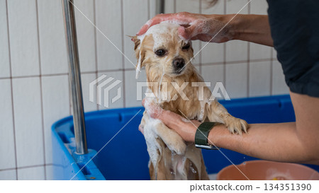 Cute Pomeranian at the grooming. Dog in the shower. Cute Pomeranian at the grooming. Dog in the shower. 134351390