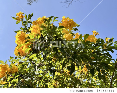 The flowers of Thailand are Tecoma erect, a perennial shrub of the Bignoniaceae family. High quality photo 134352354