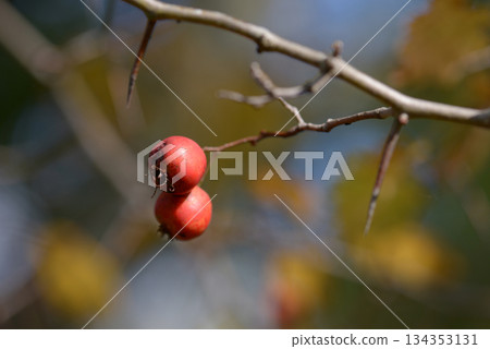 紅山楂 紅山楂 134353131