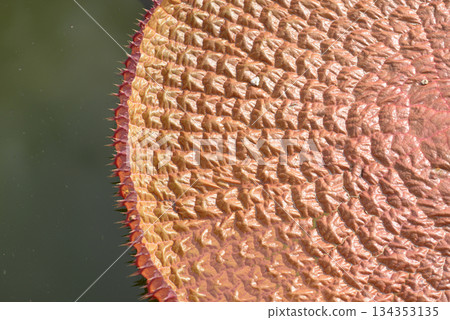 Onibus leaf pattern 134353135