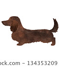 深棕色水彩迷你臘腸狗插圖 134353209
