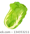 水彩大白菜插圖 134353211