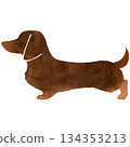 棕色迷你臘腸犬的水彩插畫 134353213