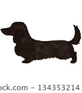 水彩插畫，描繪了一隻黑色長毛迷你臘腸犬 134353214