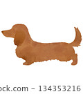 棕色迷你臘腸犬的水彩插畫 134353216