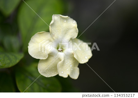 Brunfelsia nitida 134353217