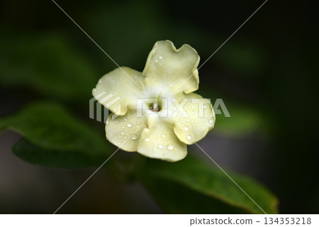 Brunfelsia nitida Brunfelsia nitida 134353218