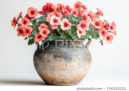 Aesthetic appeal of plants. Big Geranium plant with red flowers grows on white background. Aesthetic appeal of plants. Big Geranium plant with red flowers grows on white background. 134353222