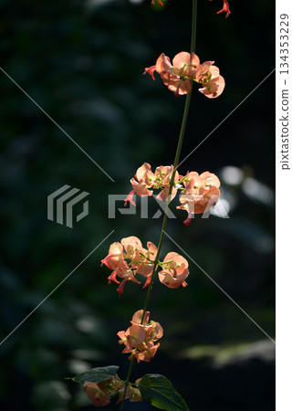 Holmsholdia / Sangguinair Holmsholdia / Sangguinair 134353229