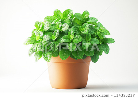 Vintage rural pot. Mint plant with fragrant leaves in pot on a white background. Herb in pot. 134353237