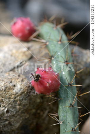 Cactus Fruit 134353253