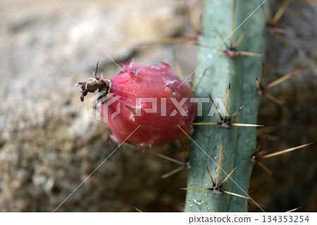 Cactus Fruit 134353254