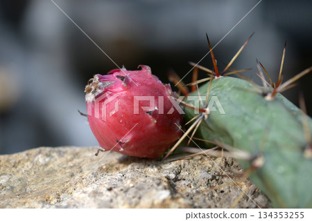 Cactus Fruit Cactus Fruit 134353255