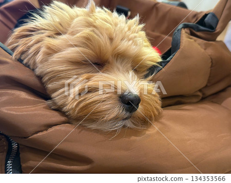 Sleeping toy poodle dog resting peacefully inside padded bag. Relaxation, safety, and emotional balance through quiet companionship in everyday urban environments. 134353566