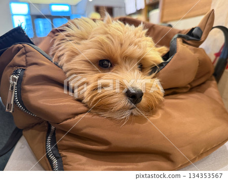 Close up of toy poodle dog looking from warm carrier indoors. Emotional attachment, trust, and gentle presence of pets within human daily life and shared spaces. Close up of toy poodle dog looking from warm carrier indoors. Emotional attachment, trust, and gentle presence of pets within human daily life and shared spaces. 134353567