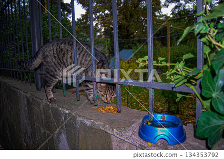 Tabby cat enjoying a meal on a stone wall next to a metal fence. A tabby cat eats kibble on a stone wall adjacent to a metal fence.  134353792
