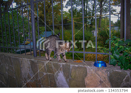 Tabby cat enjoying a meal on a stone wall next to a metal fence. A tabby cat eats kibble on a stone wall adjacent to a metal fence. 134353794