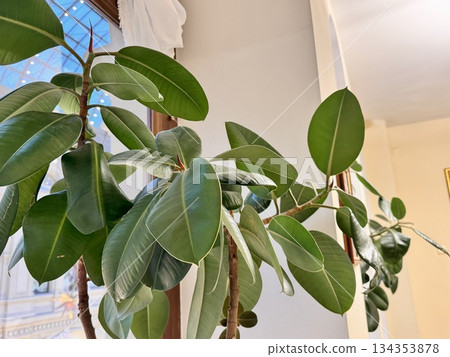 Beautiful green ficus flower in a pot on the windowsill in GUM Beautiful green ficus flower in a pot on the windowsill in GUM 134353878