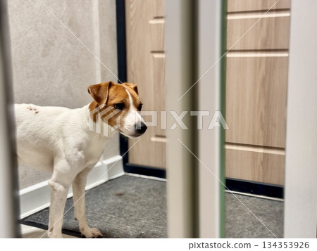 Happy Jack Russell Terrier pet Looks in the mirror 134353926