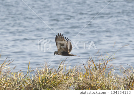 A Marsh Harrier Flying Over the Riverbank A Marsh Harrier Flying Over the Riverbank 134354153