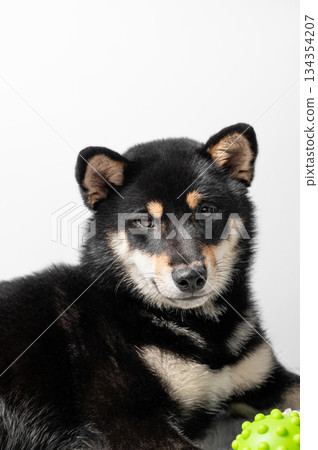 A black and tan Shiba Inu dog lies on a wooden floor with a green ball on a light gray background. 134354207