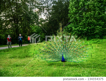 Peacock with bright plumage in Bagatelle park  - garden path - fantastic nature and bird posing! 134354375