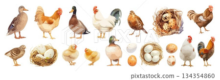 Bird feathered livestock cartoon. Goose rooster hen partridge chick quail eggs, agriculture farmer farming vector illustration Bird feathered livestock cartoon. Goose rooster hen partridge chick quail eggs, agriculture farmer farming vector illustration 134354860