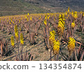 Field of blooming aloe vera 134354874